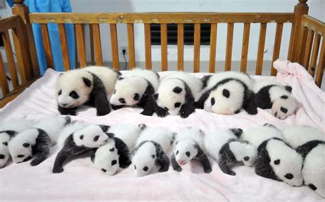 全球圈养大熊猫数量达728只 2023年繁育成活46只|大熊猫_新浪新闻