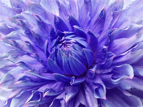 自然,蓝色,大丽花属,紫色,背景,巨大的,大特写,美,水平画幅,夏天