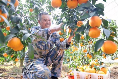 浙江德清：“红美人”柑橘迎丰收-人民图片网