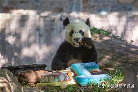 旅日大熊猫"香香"回国,养育大熊猫到底多贵?