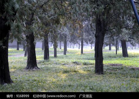 北京天坛公园里的树林高清图片下载_红动中国