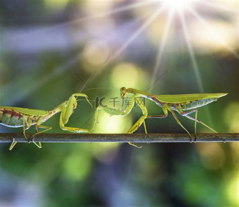 两只绿色螳螂在树枝上打架高清摄影大图-千库网