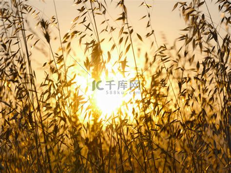 草地上的夕阳草高清摄影大图-千库网