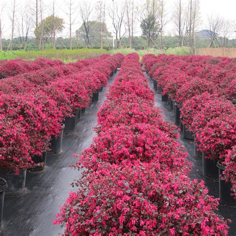 红花檵木的花瓣细长细长的，就像一条条紫红色的彩丝带-中国木业网