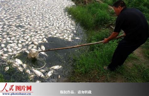 河南郑州：鱼塘遭投毒 3万余斤武昌鱼全部死光--环保--人民网