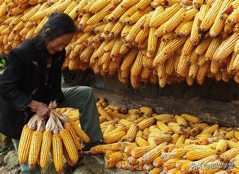 今天玉米价格，每斤多少钱 | 农人网