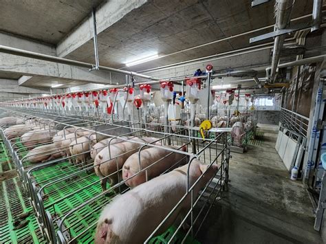 8月3日10公斤仔猪价格：猪肉已非稀缺物，仔猪市场也低至冰点？__凤凰网