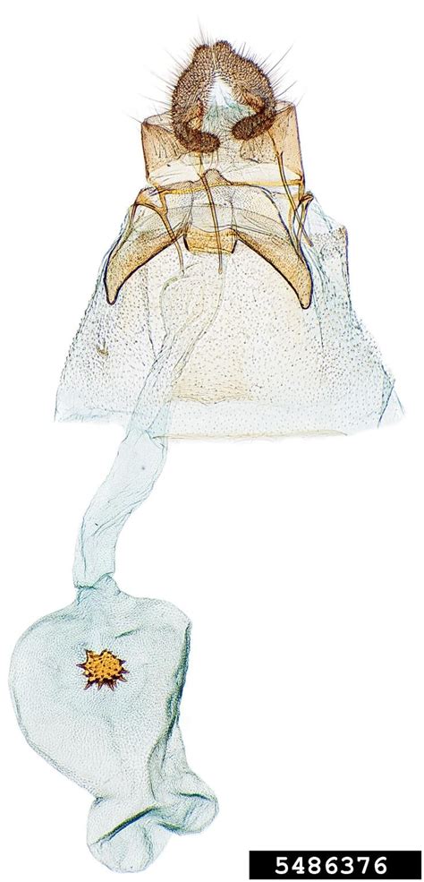 Tortricid moth (Acleris senescens)