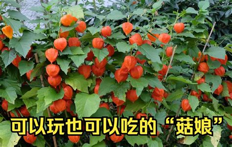 双城菇娘果_哈尔滨特产双城菇娘果专题-淘金地农业网