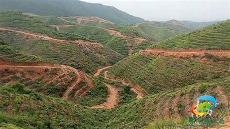 [河源] 和平县油茶种植面积达30.6万亩，年产量7.2万吨
