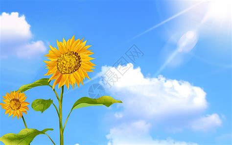 阳光下的向日葵高清图片下载-正版图片500530563-摄图网