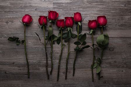 世界上的每一朵玫瑰花都有刺 - 知乎