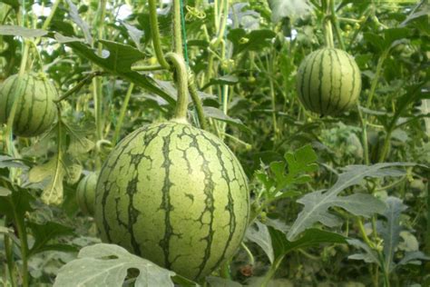 西瓜种植过程简要步骤 —【发财农业网】