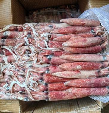 [鱿鱼批发]印尼红鱿 新鲜船冻红管 灯照脆口长筒红鱿鱼价格21.00元/斤 - 一亩田