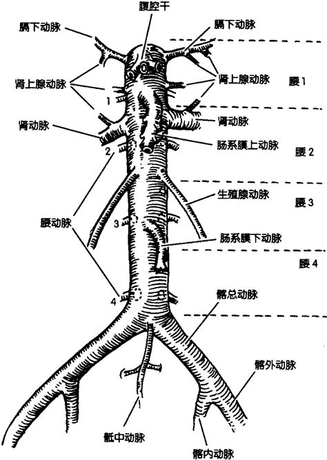 腹腔干血管解剖图图片