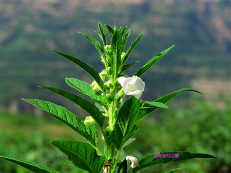 芝麻花图片