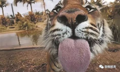老虎的舌头有多锋利？舔下人就会掉一层皮？看完才明白有多危险！
