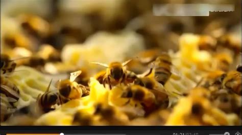 蜜蜂养殖技术 蜜蜂采蜜酿蜜过程 视频