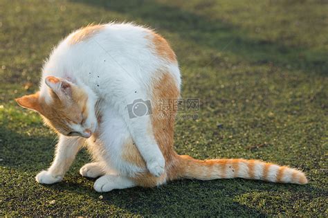 学校操场上的流浪猫高清图片下载-正版图片500531834-摄图网