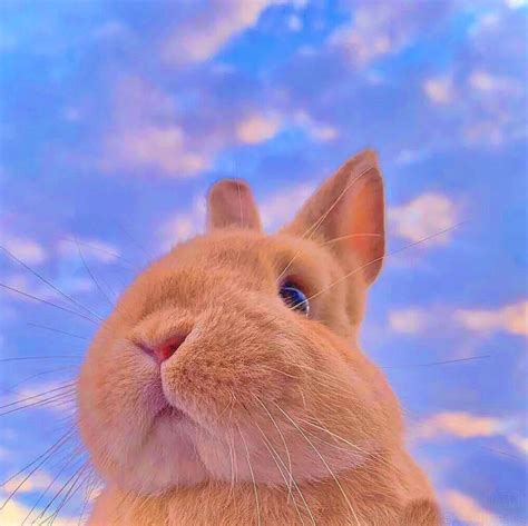 小兔非主流头像