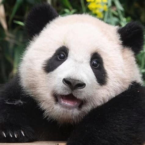 大熊猫 - 竹海野生动物园