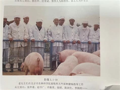 生猪种业的昨天、今天和明天_动态要闻_盘锦市农业农村局
