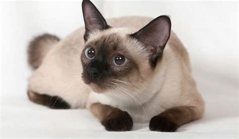 暹罗猫长什么样子（暹罗猫产地起源与象征） - 胖萌舍宠物网
