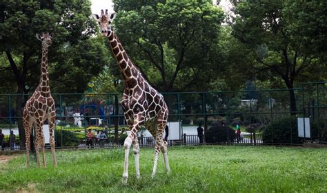 南京红山森林动物园游览大概需要多久- 南京本地宝