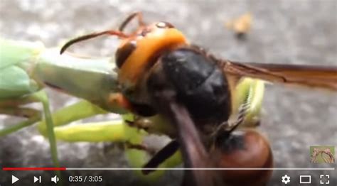 科学网—后发制人：黄蜂 大战 螳螂 - 李世春的博文
