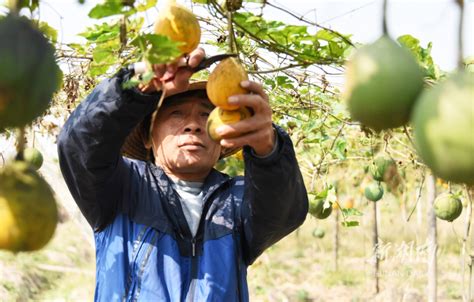 安徽肥东：瓜蒌丰收助增收-人民图片网