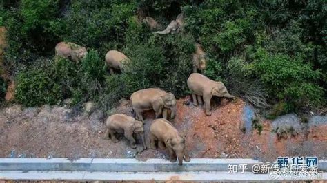 泰国庆祝大象日_时图_图片频道_云南网