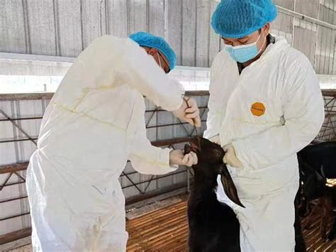 勐腊县畜牧兽医站开展2022年第四次动物疫病监测协助采样工作