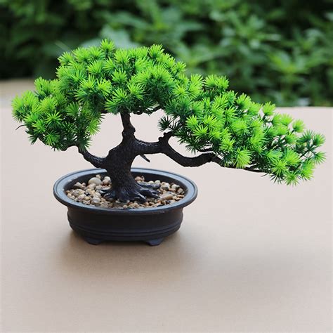 盆景迎客松图片