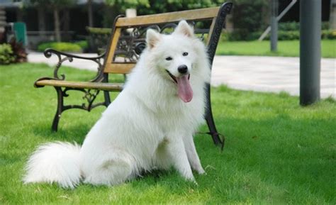 萨摩耶犬赛级装_宠物美容师_宠物美容师培训学校_宠物美容师培训_宠物美容学校_成都宠物美容师培训基地-圣宠宠物美容学校