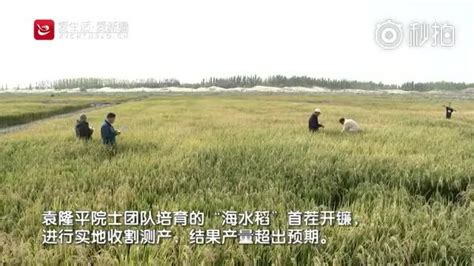 国内 _ 在沙漠中，种植海水稻！袁隆平团队又出手了……