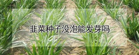 韭菜苗怎样种植？韭菜苗的种植方法和时间-种植技术-中国花木网