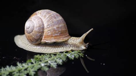 蜗牛是什么动物？蜗牛属于哪一科的动物？_小学生日记大全网