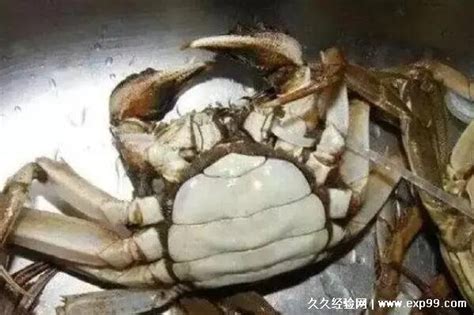 螃蟹死了多长时间以后不能吃，海蟹超过4小时/河蟹死了不能吃 — 久久经验网