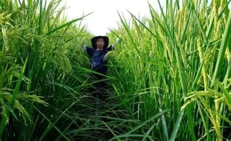 中科院全国首批“巨型稻”在江津试种成功