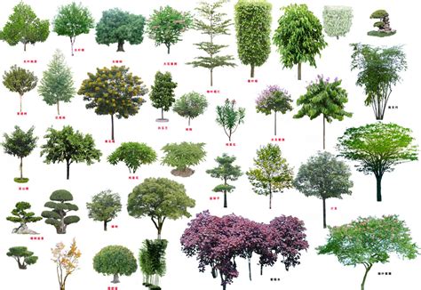 四种大型树种3D效果图3dmax素材免费下载_红动中国
