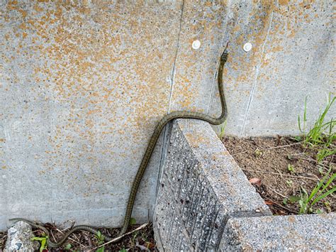 一条大蛇出现在居民区