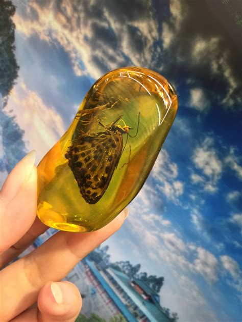 琥珀图片