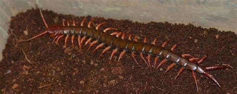 蜈蚣一次繁殖多少只，如何防止蜈蚣入室-农百科
