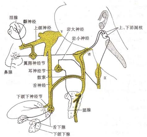舌神经走行解剖图图片 舌神经走行解剖图图片
