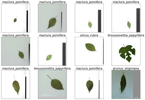 玩转Kaggle：Classify Leaves（叶子分类）——数据分析篇-php黑洞网