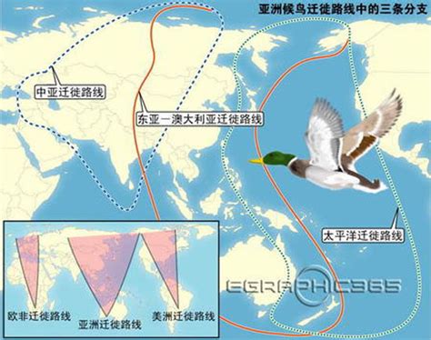 候鸟迁徙路线图