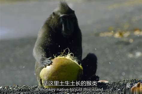黑冠猴搞笑外表下，足智多谋_凤凰网视频_凤凰网