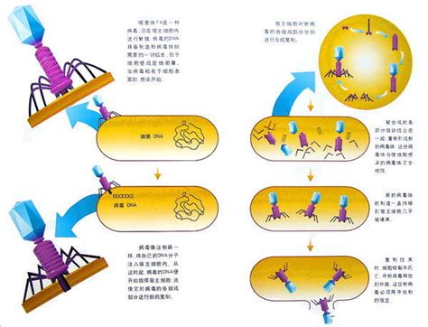 噬菌体攻击细菌的3d宏观图解图片素材-正版创意图片502722594-摄图网