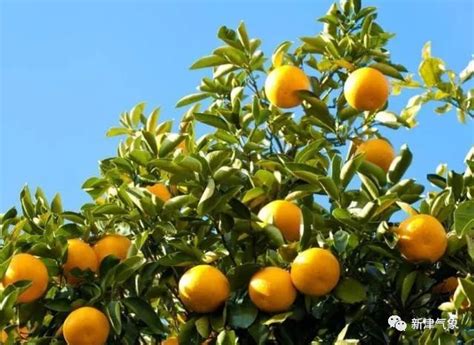 柑橘采收及采后管理