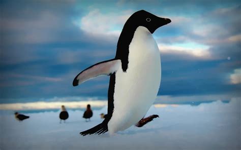 企鹅抱团取暖时，最外层的企鹅难道不怕被冻死吗？_南极
